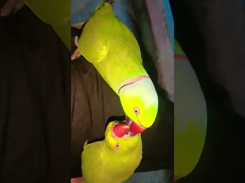 Bewafai #bhojpuri #song #funny #cute #birds #Sonu Monu #parrot #viral #video #please like Subscribe🙏