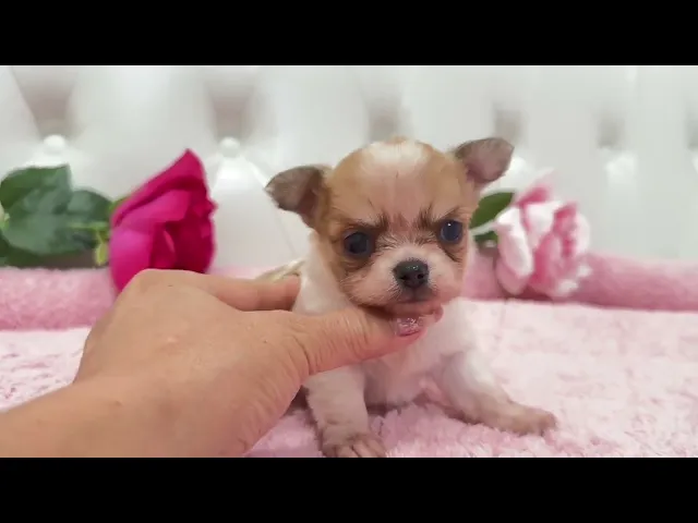 動画