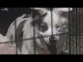 5 Meridian rescue dogs get human roommates for a day in hopes of getting adopted