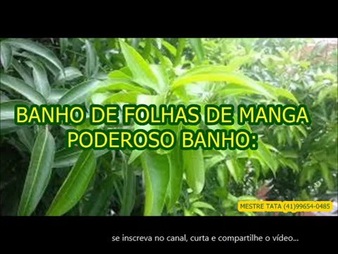 Download MP3 PODEROSO BANHO DE FOLHAS DE MANGA  ( RESULTADO IMEDIATO)