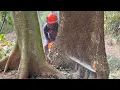 Download Lagu Best skill man cutdown two trembesi trees with strongest chainsaw ‼️