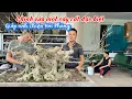 Download Lagu Nam lê Lê bonsai | Chỉnh sửa một cây Đặc Biệt giúp anh Thiện Hải Phòng