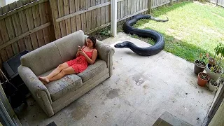 Terrifying Snake Encounters Caught on Camera