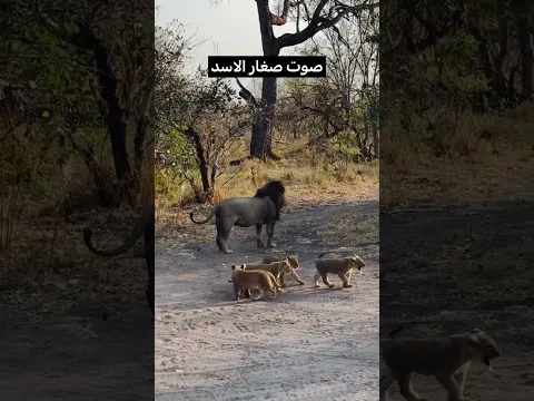 صوت صغار الاسد