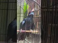 Download Lagu BURUNG TUWU \u0026 KULIK GACOR