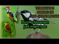 Download Lagu MASTERAN TEMBAKAN DERODOT GELATIK BATU PELATUK BAWANG DAN KERAK BASI@masrana5805