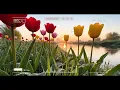 【泣けるBGM】涙腺崩壊… 優里(Yuuri) 2026 厳選ラブソング 🌸優里(Yuuri) 最新ベストヒット集 2026 (ドライフラワー/ベテルギウス)