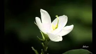 aathmavin pusthaka thaalil chithra 