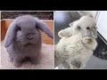 Download Lagu 2021 Funny videos of little bunnies 🐇 cute bunnies