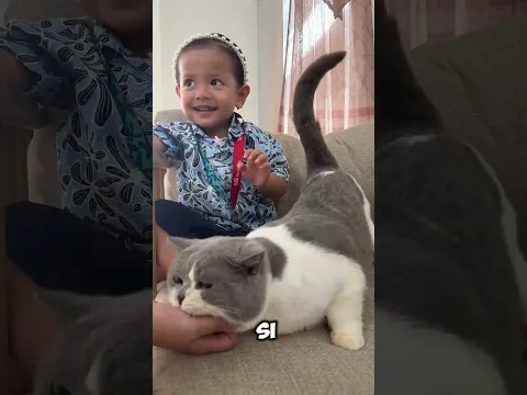 ada ada saja #shorts #kucinglucu #cat #kucing