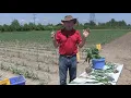 Corn School Getting to the root of the problem in 2019