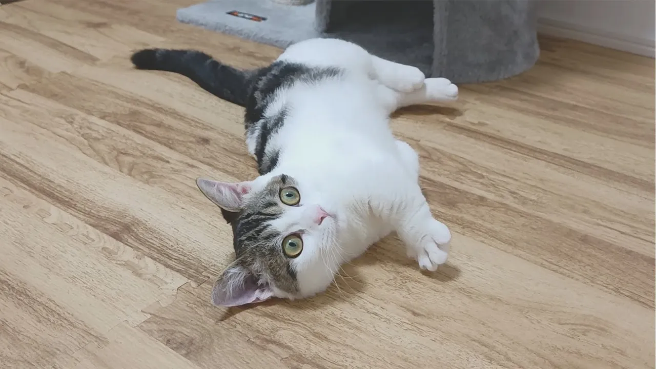 あの手この手で飼い主を座らせようとする子猫の行動が可愛すぎました笑