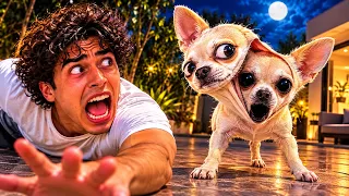 OUR DOG’S FACE OPENED AT 3AM… 😱