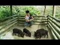 CEO: Trieu Dan builds pig pens to expand farm and enjoys peaceful life in the deep forest