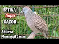 BETINA SUPER GACOR‼️Suara Perkutut BETINA Memanggil Jantan || The female turtle dove calls the male