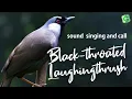 Download Lagu Black-throated Laughingthrush Singing Call Song And Noise | Garrulax chinensis| Birds Chirping