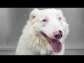 Dog breeder does the UNTHINKABLE Incredibly smart Australian Shepherd