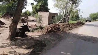                                        دندنها