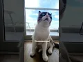 Download Lagu Wa! Waa! Waaaa! #funny #shorts #кот #cats