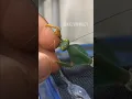 Mantis Eats My Finger