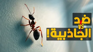 إزاي النملة بتمشي على الحوائط من غير ما تقع تحدي واضح لقانون الجاذبية 