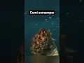 Download Lagu cumi semampar cumi batu #shortvideo #spearfishing #cumi