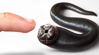 Conseguí una Sanguijuela de Mascota (sí, en serio)