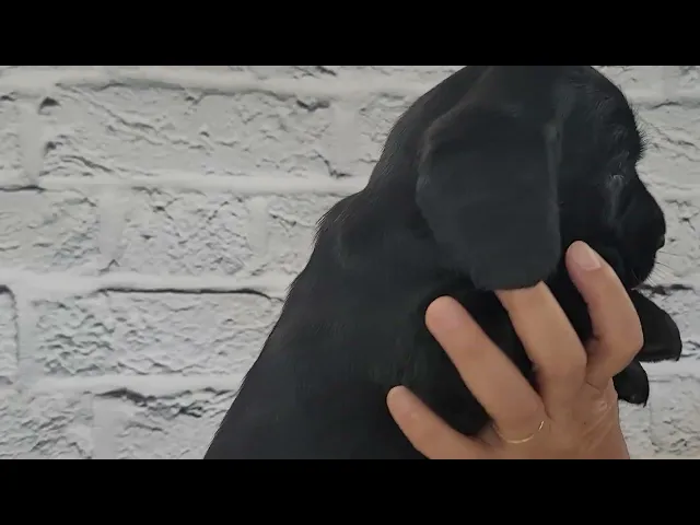 動画