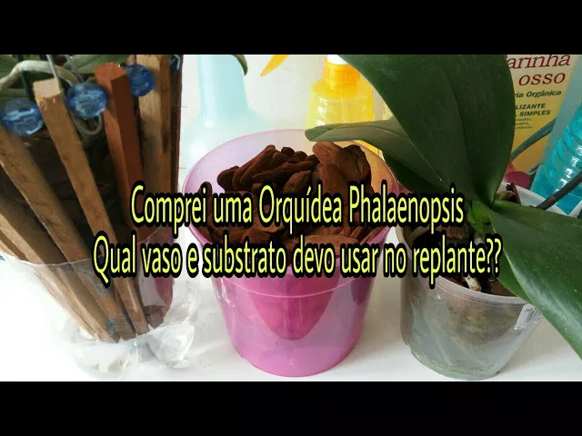 COMPREI UMA ORQUÍDEA PHALAENOPSIS QUAL VASO E SUBSTRATO DEVO USAR NO REPLANTE?