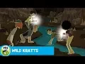 WILD KRATTS Meeting the Human Fish PBS KIDS