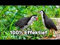 Download Lagu SUARA BURUNG RUAK RUAK SEKALI BUNYI LANGSUNG DATANG ANTI ZONK