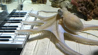 I taught an octopus piano then played guitar with him