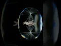 Mitosis witness the process of cell division in 3D with VOKA 3D Anatomy Pathology