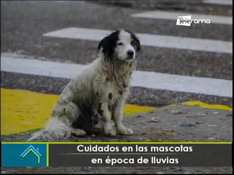 Cuidado en las mascotas en época de lluvias