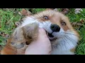 Download Lagu Dixie! Let's hear your best laugh 🦊