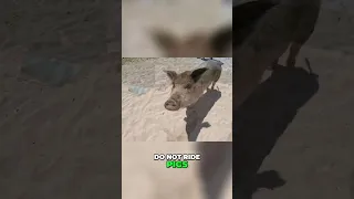 Beach Piggies Need Snacks! (Staniel Cay/ Exumas/Pig Beach)