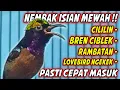 Download Lagu MASTERAN KOLIBRI NINJA GACOR FULL ISIAN TONJOLAN MEWAH !! PANCINGAN KONIN BONGKAR ISIAN SULTAN