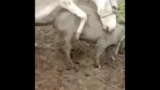 Horse Mating Video Donkey Mating With Pig Animal Mating Videos 