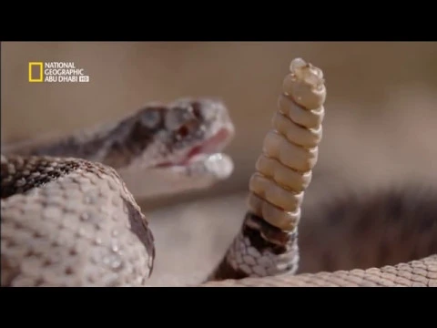 فيديو الأفعى الأمريكية المجلجله🐍😳| ناشونال جيوغرافيك