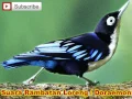 Download Lagu Rambatan Loreng Doraemon Gacor Audio Suara Burung Untuk Masteran