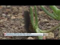 What are these invasive fuzzy black caterpillars taking over East Texas