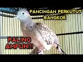 Lagu PANCINGAN PERKUTUT BANGKOK GACOR AGAR BUNYI DENGAN SUARA PERKUTUT BANGKOK INI JOSS 