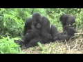 Gorillas Mating in Rwanda NWS Safaris