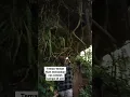 Download Lagu Telusur hutan larangan