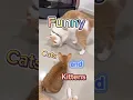 Download Lagu Ongelooflijk Geduld van een Kattenmoeder met haar Hyperactieve Kitten! 🐱💥 | #shorts