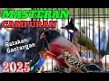 Download Lagu KOMBINASI MASTERAN BURUNG KECIL PALING LENGKAP UNTUK CUCAK IJO KACER  MURAI BATU