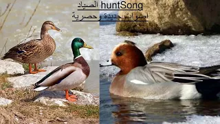 صوت بط الخضري الحذاف الحر البربش 