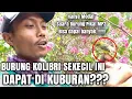 Lagu Pikat Burung Korlap alias (Kolibri Kelapa) dikuburan dapat banyak!!!