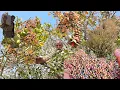 Download Lagu A storm in the mountains: How do we collect mountain pistachios in the wild?