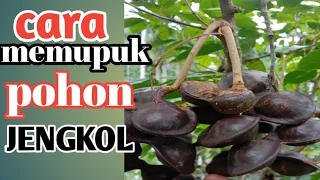 Download Cara pemupukan jengkol yang tidak pernah berbuah-mudah dan cepat MP3